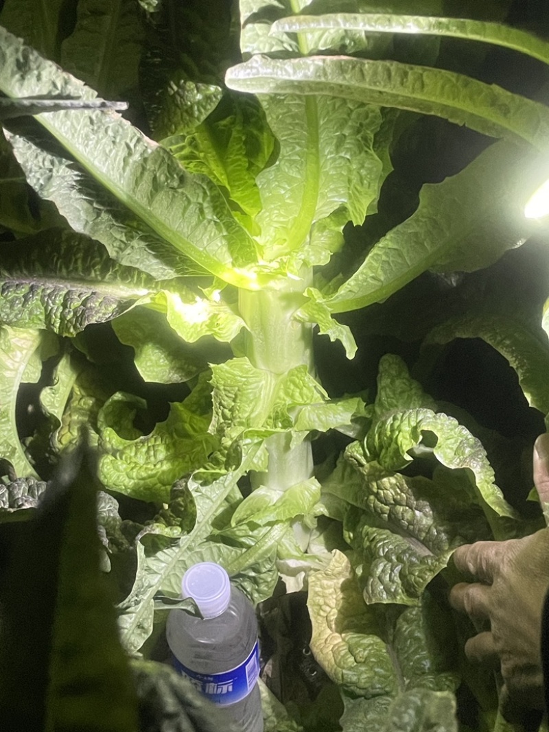 大量莴笋出售