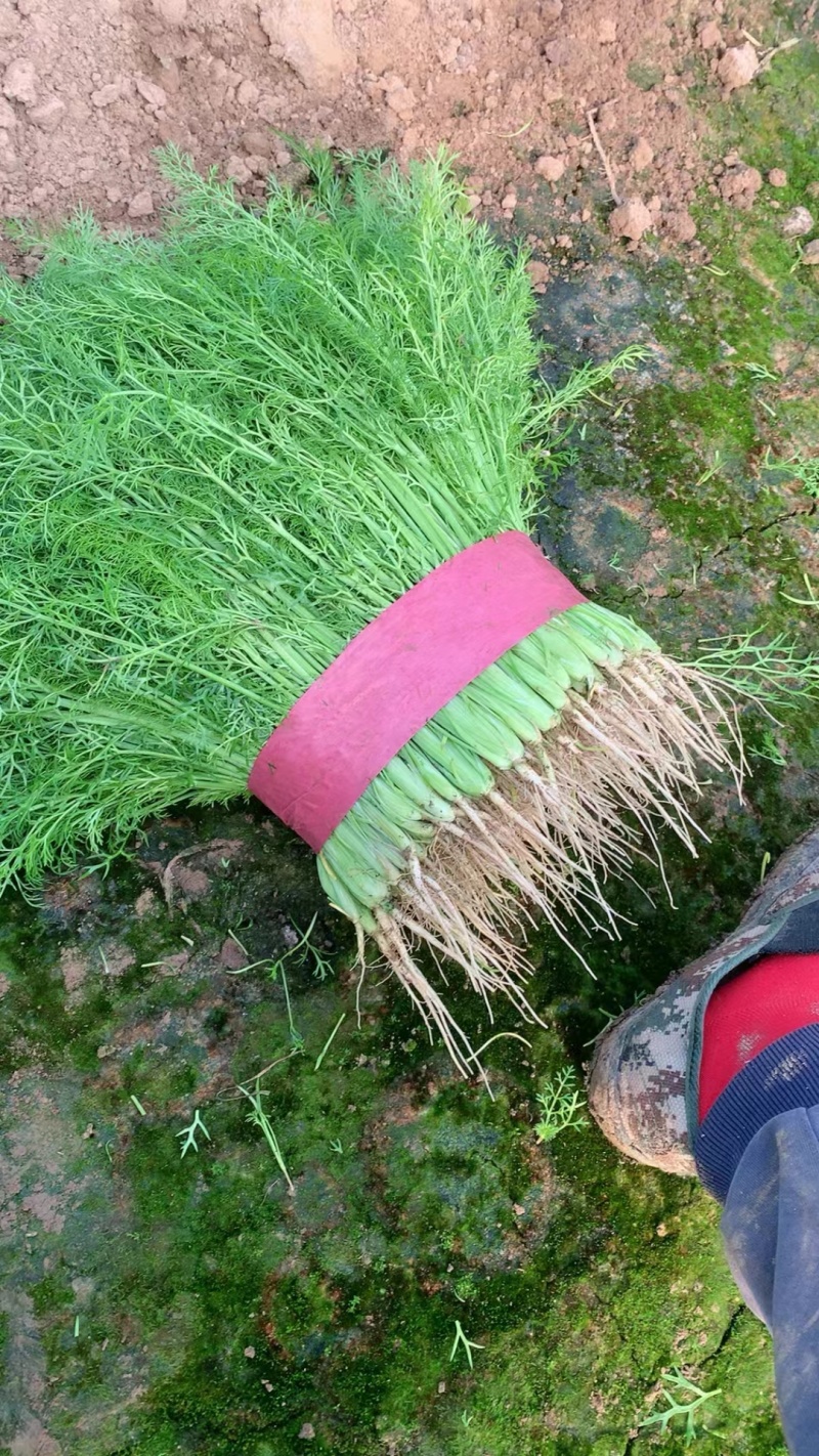 河北精品茴香产地一手货源货源充足保证质量！