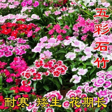 五彩石竹多年生花种子北方室外四季开花不断易种花种阳台景观