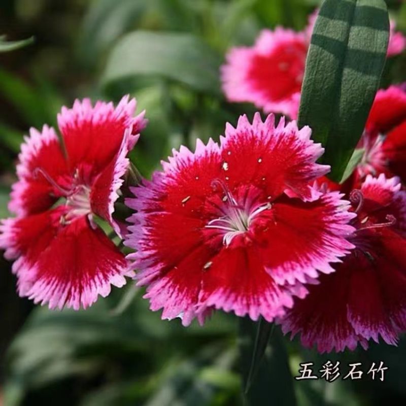 五彩石竹多年生花种子北方室外四季开花不断易种花种阳台景观