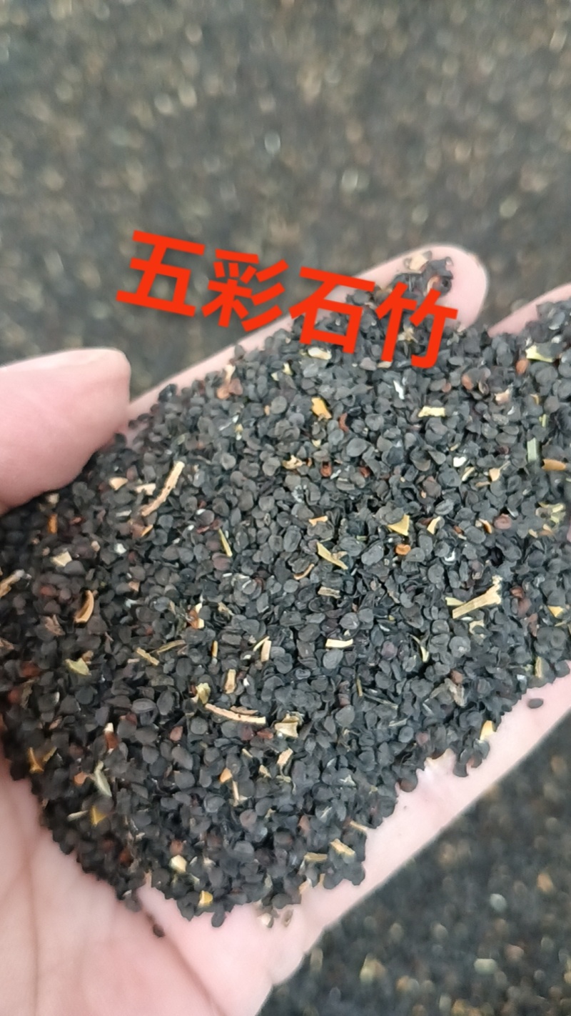 五彩石竹多年生花种子北方室外四季开花不断易种花种阳台景观