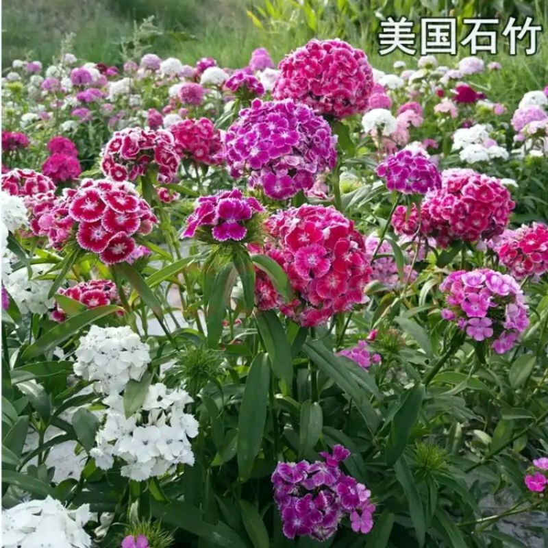 五彩石竹多年生花种子北方室外四季开花不断易种花种阳台景观