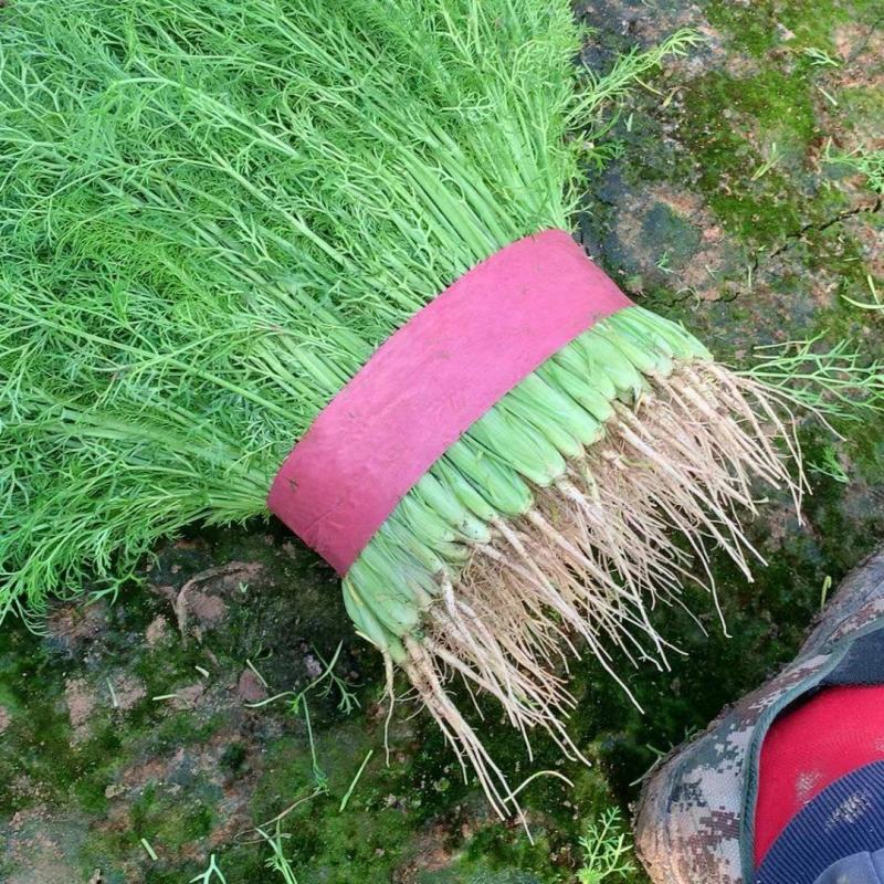 河北精品茴香产地一手货源货源充足保证质量！