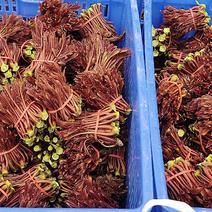 巴山红香椿芽，四川达州市大竹县香椿芽自产自销品质优势