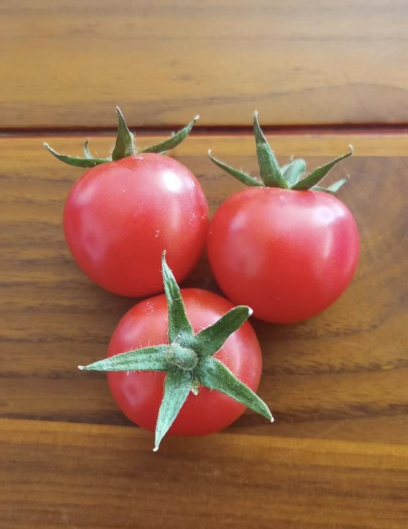 【精】山东樱桃番茄小圣女果苗小番茄苗圣桃T7