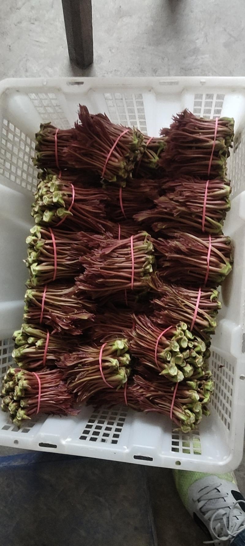 巴山红香椿芽，四川达州市大竹县香椿芽自产自销品质优势