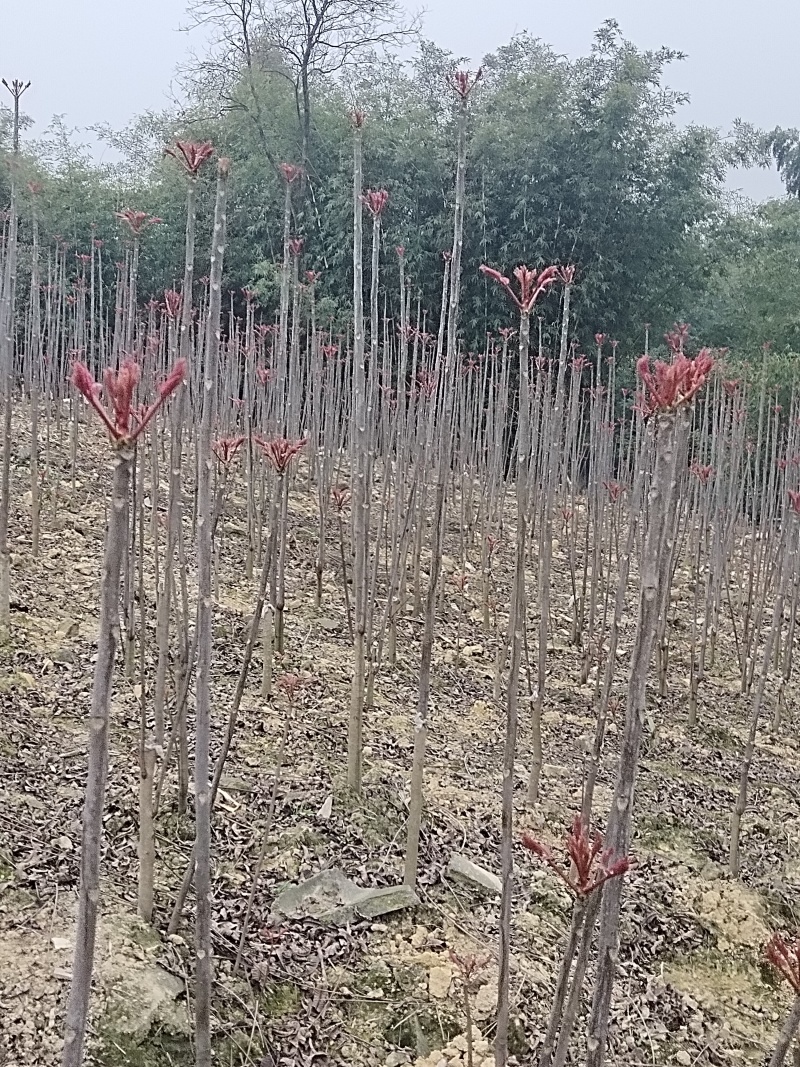 巴山红香椿芽，四川达州市大竹县香椿芽自产自销品质优势