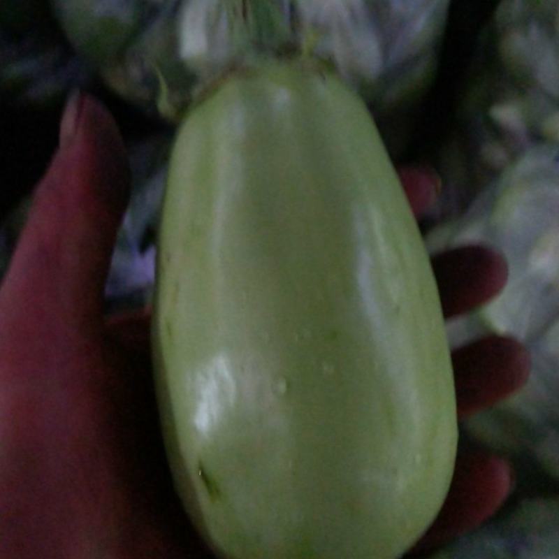 青茄子