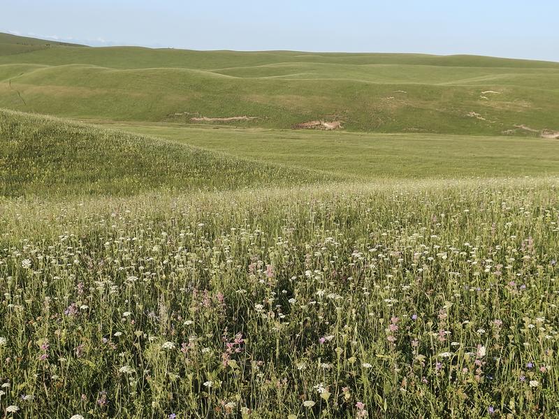 新疆伊犁原生态牧场生产的山花蜜