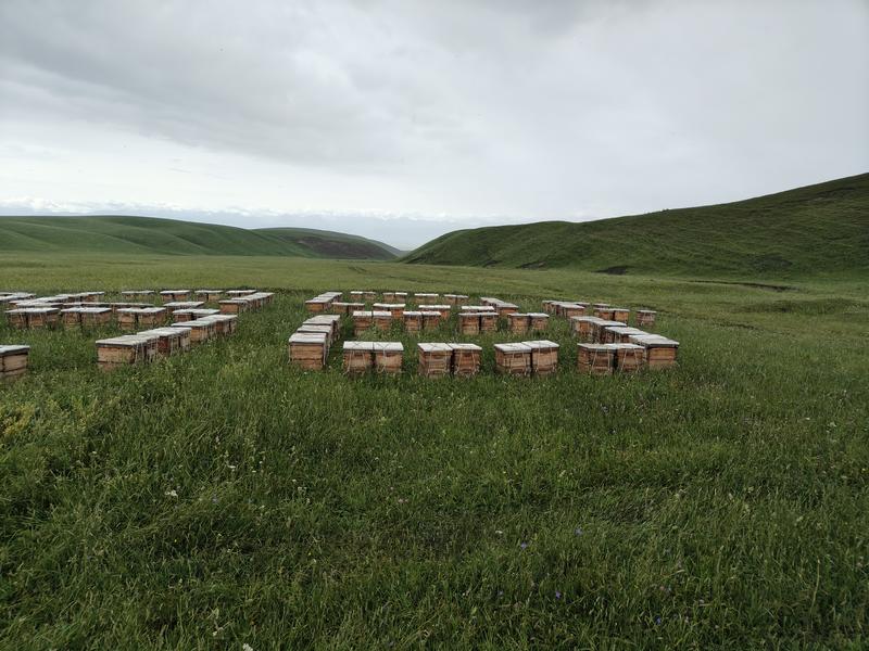 新疆伊犁原生态牧场生产的山花蜜