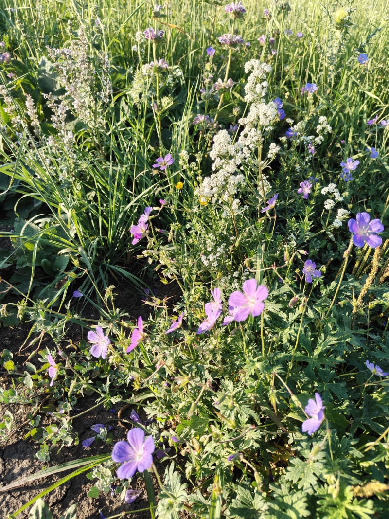 新疆伊犁原生态牧场生产的山花蜜