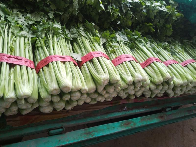 芹菜邯郸皇后芹菜大棚蔬菜一年四级有货有工人可发全国欢迎咨询
