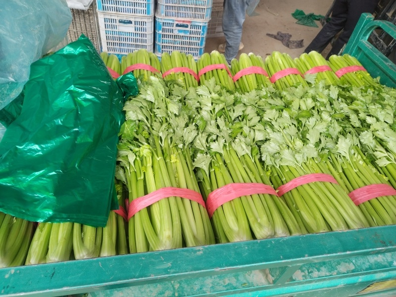 芹菜邯郸皇后芹菜大棚蔬菜一年四级有货有工人可发全国欢迎咨询