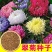 翠菊种子大花矮生庭院盆栽花卉种籽阳台绿植重瓣菊花易活四季