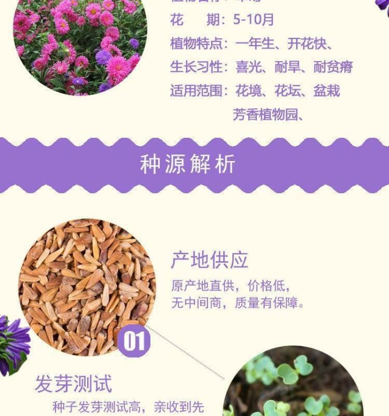 翠菊种子大花矮生庭院盆栽花卉种籽阳台绿植重瓣菊花易活四季