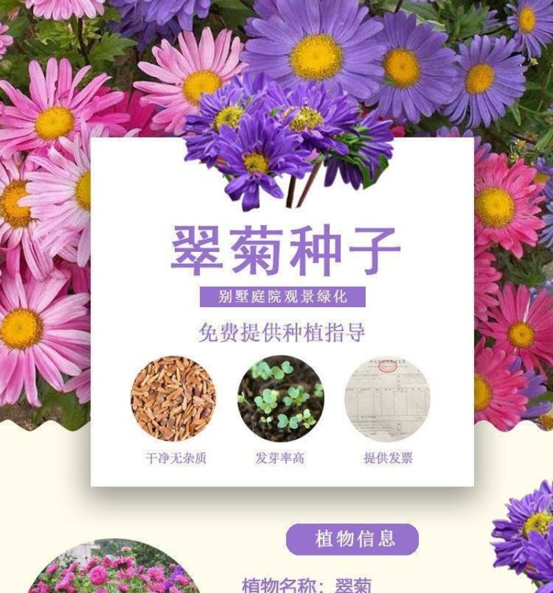 翠菊种子大花矮生庭院盆栽花卉种籽阳台绿植重瓣菊花易活四季