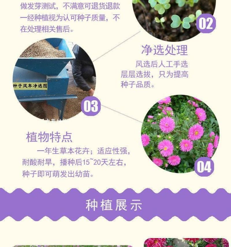 翠菊种子大花矮生庭院盆栽花卉种籽阳台绿植重瓣菊花易活四季