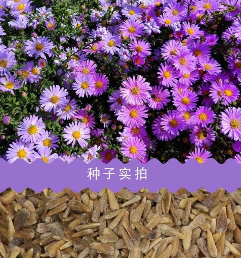 翠菊种子大花矮生庭院盆栽花卉种籽阳台绿植重瓣菊花易活四季
