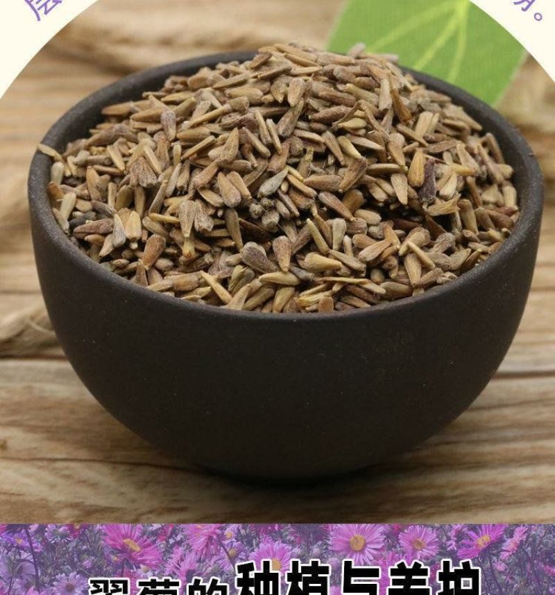 翠菊种子大花矮生庭院盆栽花卉种籽阳台绿植重瓣菊花易活四季