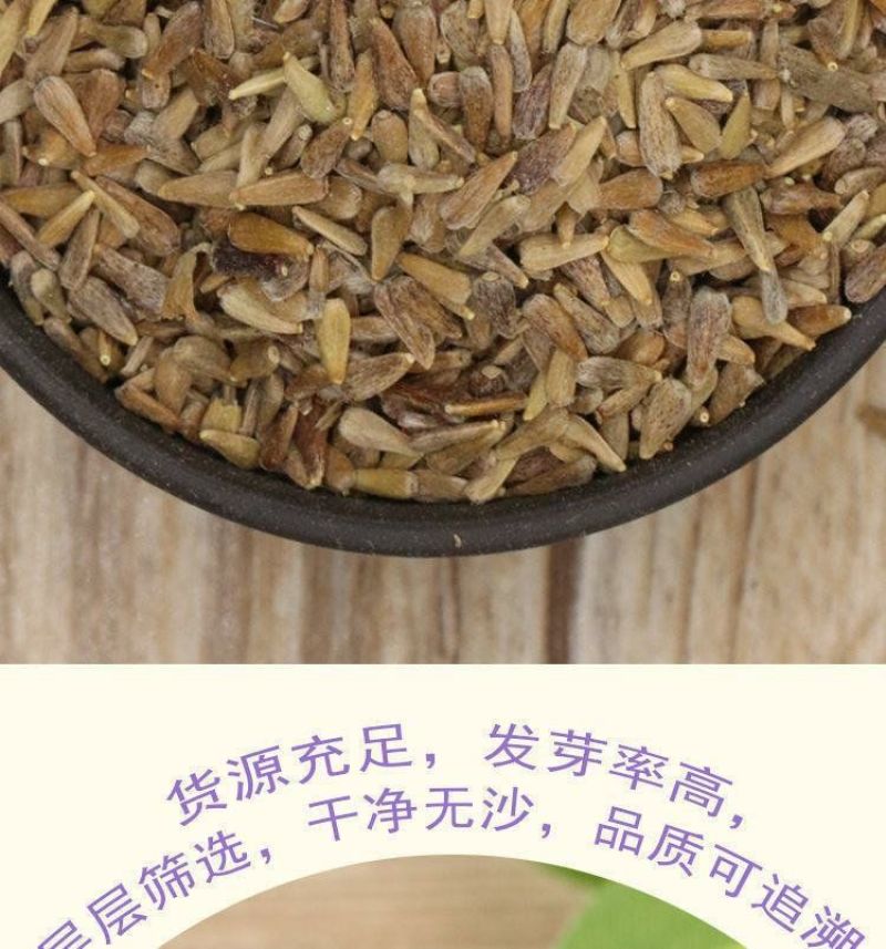 翠菊种子大花矮生庭院盆栽花卉种籽阳台绿植重瓣菊花易活四季