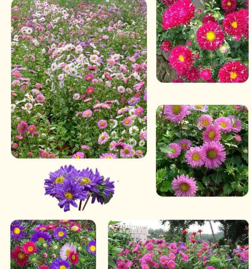 翠菊种子大花矮生庭院盆栽花卉种籽阳台绿植重瓣菊花易活四季
