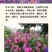 翠菊种子大花矮生庭院盆栽花卉种籽阳台绿植重瓣菊花易活四季
