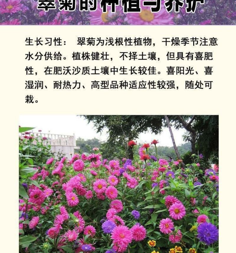 翠菊种子大花矮生庭院盆栽花卉种籽阳台绿植重瓣菊花易活四季