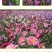 翠菊种子大花矮生庭院盆栽花卉种籽阳台绿植重瓣菊花易活四季