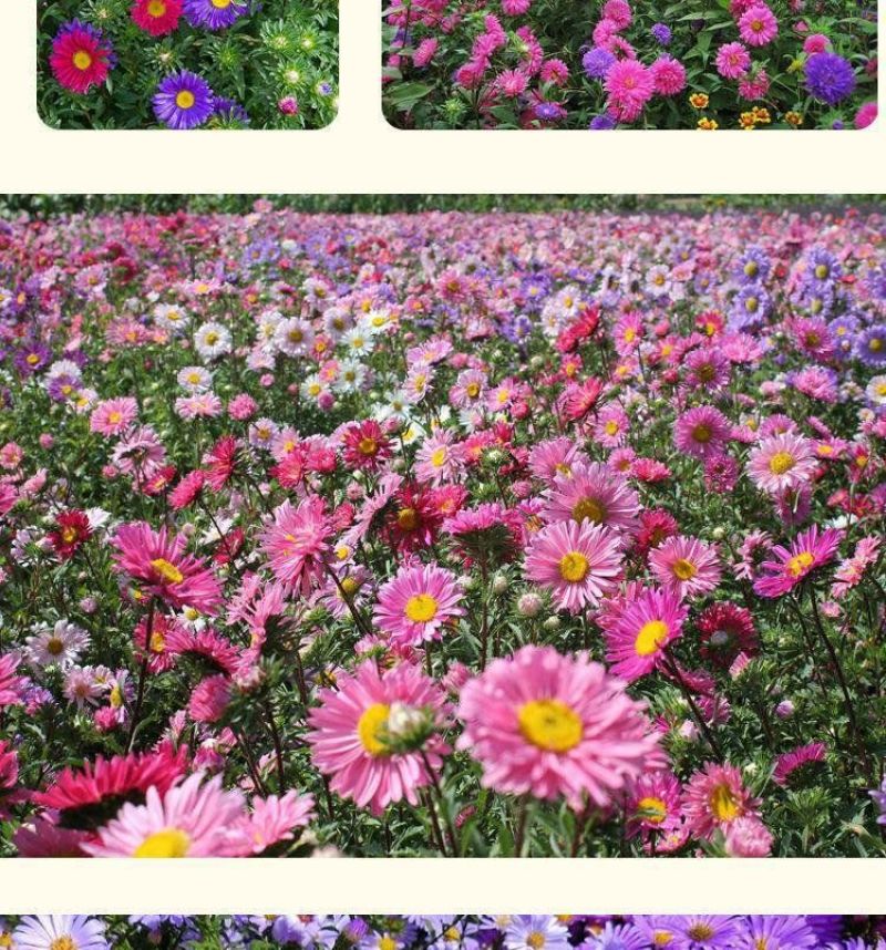 翠菊种子大花矮生庭院盆栽花卉种籽阳台绿植重瓣菊花易活四季