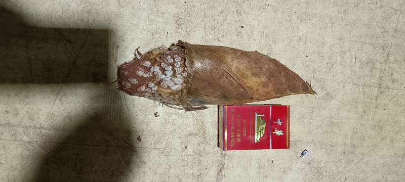 精品野生赤水冬笋