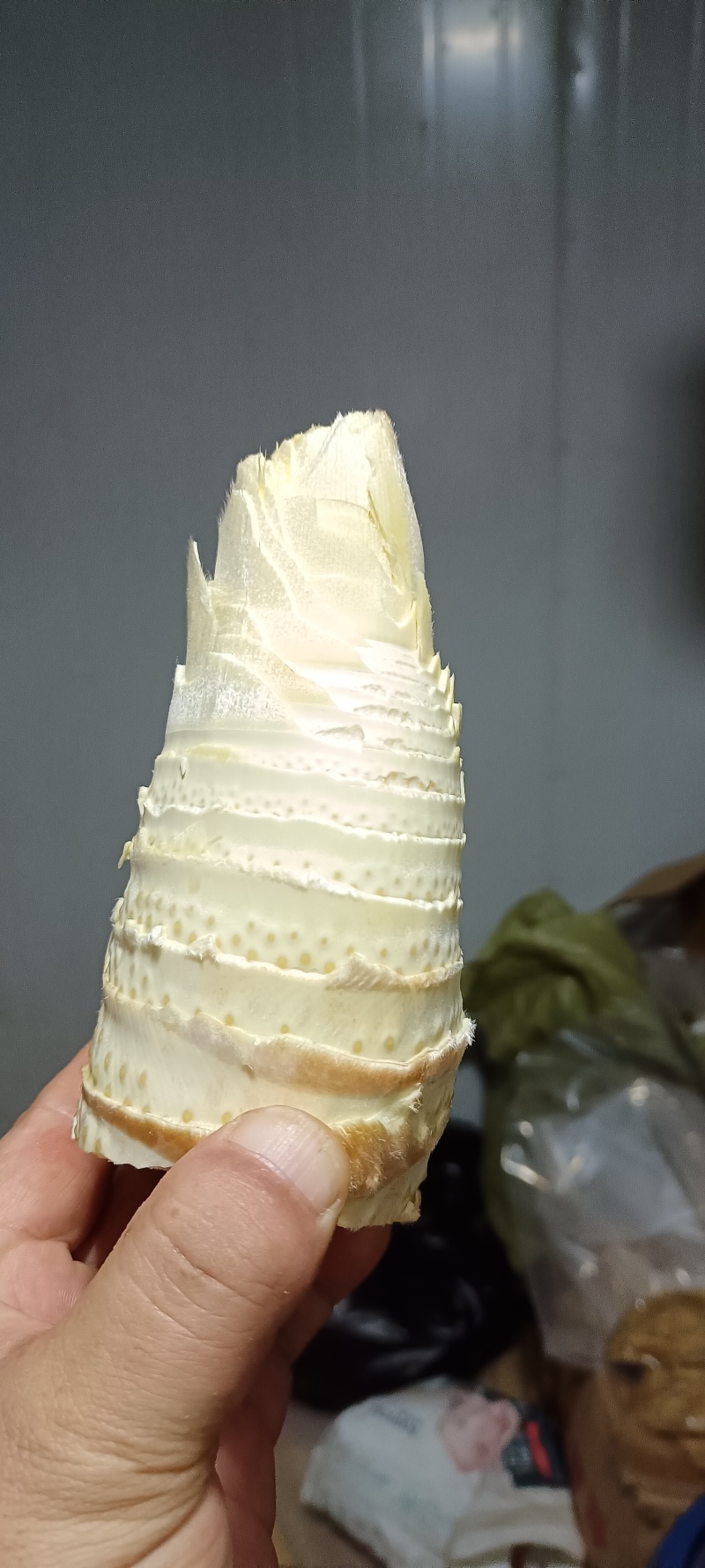 精品野生赤水冬笋