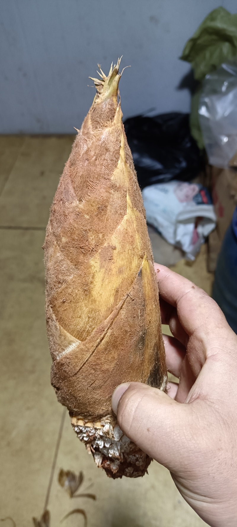 精品野生赤水冬笋