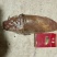 精品野生赤水冬笋