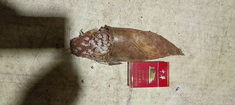 精品野生赤水冬笋