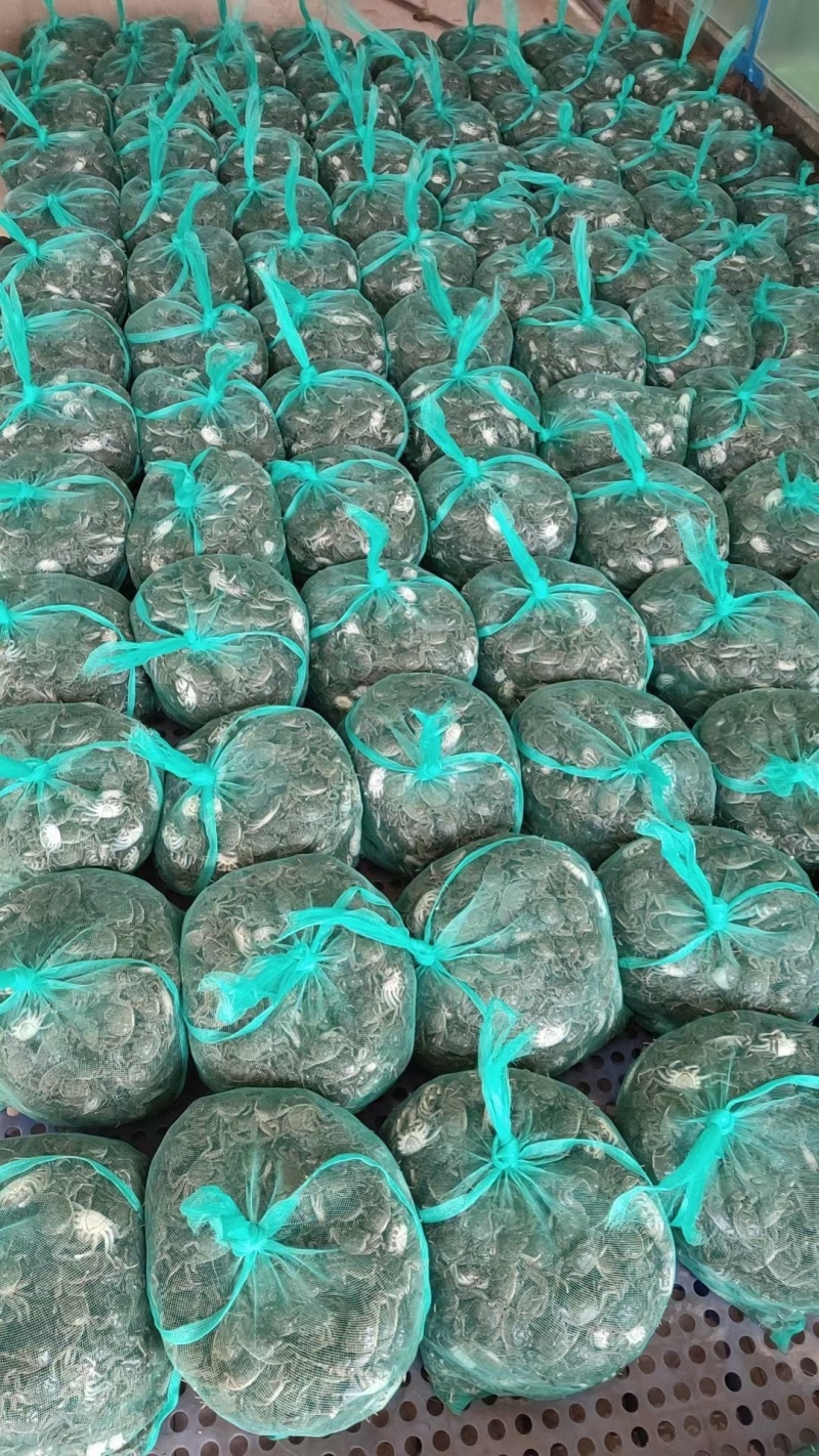 盘锦优质蟹苗质量好，无病活力好，大眼幼体，大量上市
