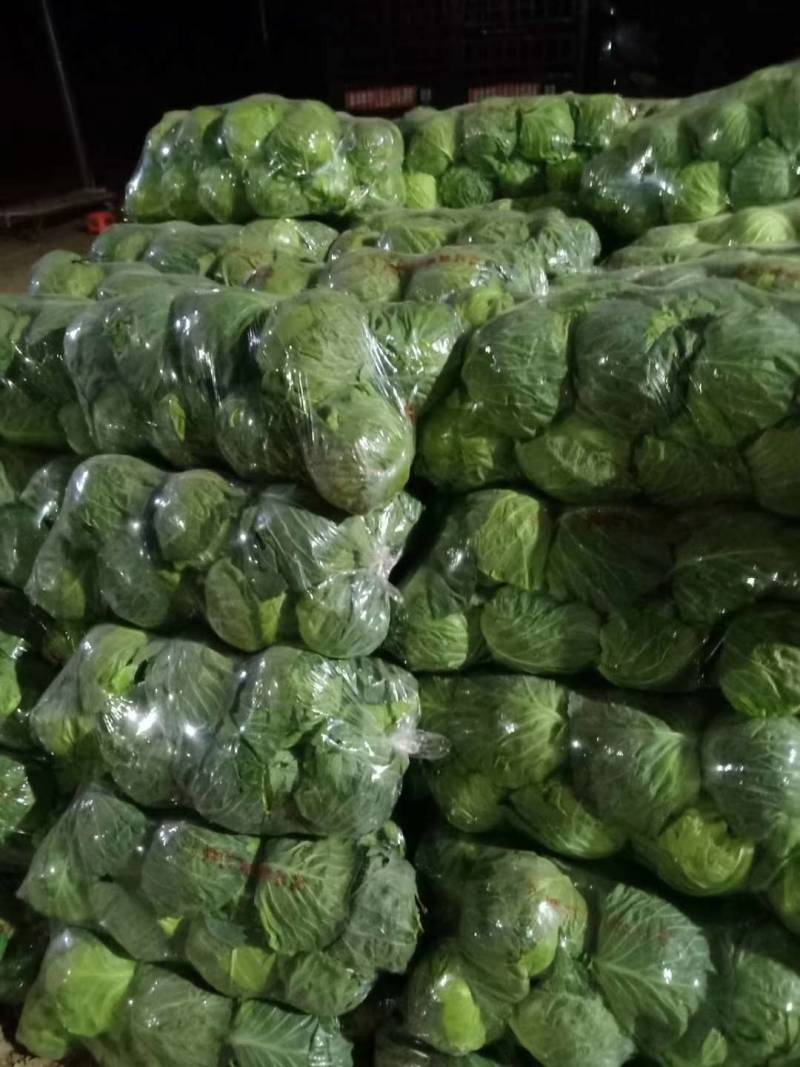 河北邯郸永年。精品绿甘蓝。中甘甘蓝，圆包菜紫甘蓝牛心甘蓝