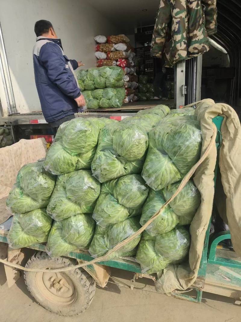 河北邯郸永年。精品绿甘蓝。中甘甘蓝，圆包菜紫甘蓝牛心甘蓝
