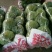 河北邯郸永年。精品绿甘蓝。中甘甘蓝，圆包菜紫甘蓝牛心甘蓝