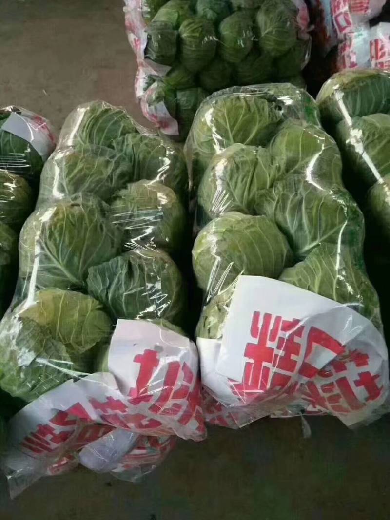 河北邯郸永年。精品绿甘蓝。中甘甘蓝，圆包菜紫甘蓝牛心甘蓝