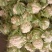 汉中菜花，乳白色，瓷实，个头匀，量大，产地值购