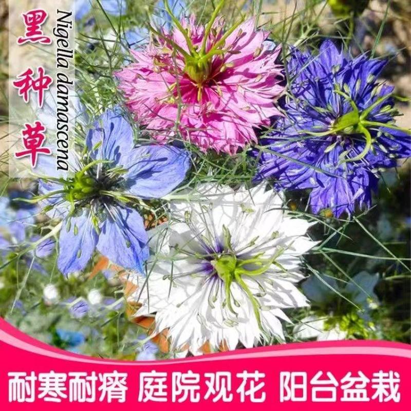 黑种草种子，混色香草波斯宝石黑子草阳台盆栽观花种子四季