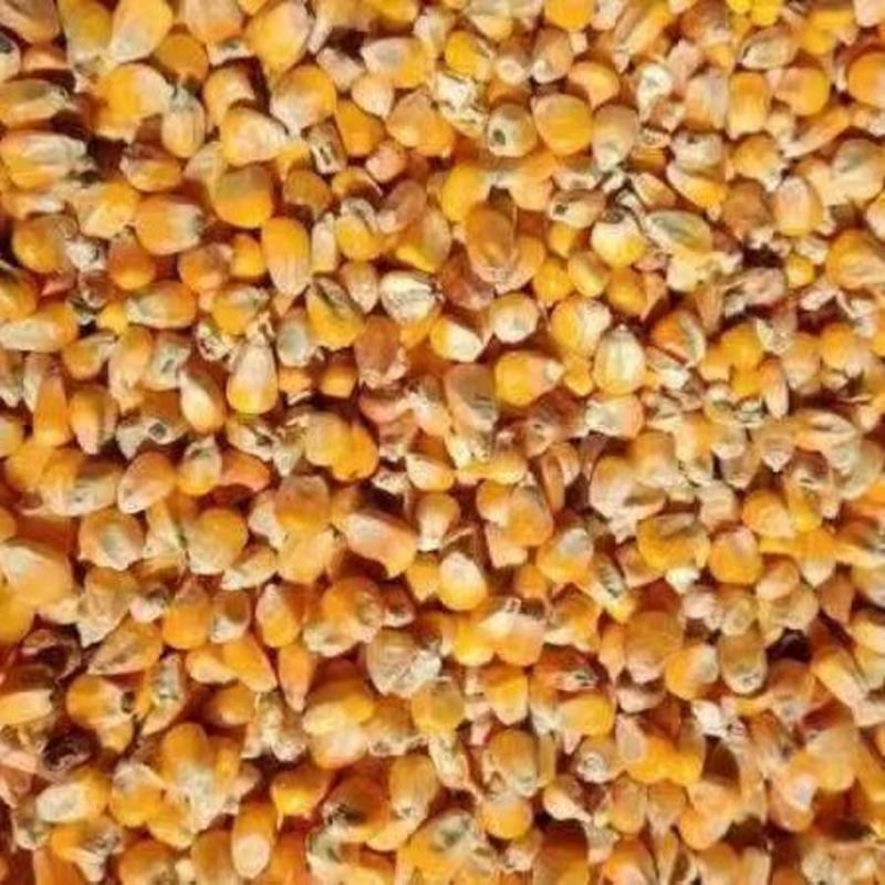 东北玉米批发2250元一吨。10000吨起批发。