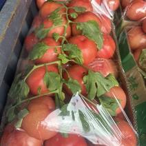 普罗旺斯西红柿产地直销