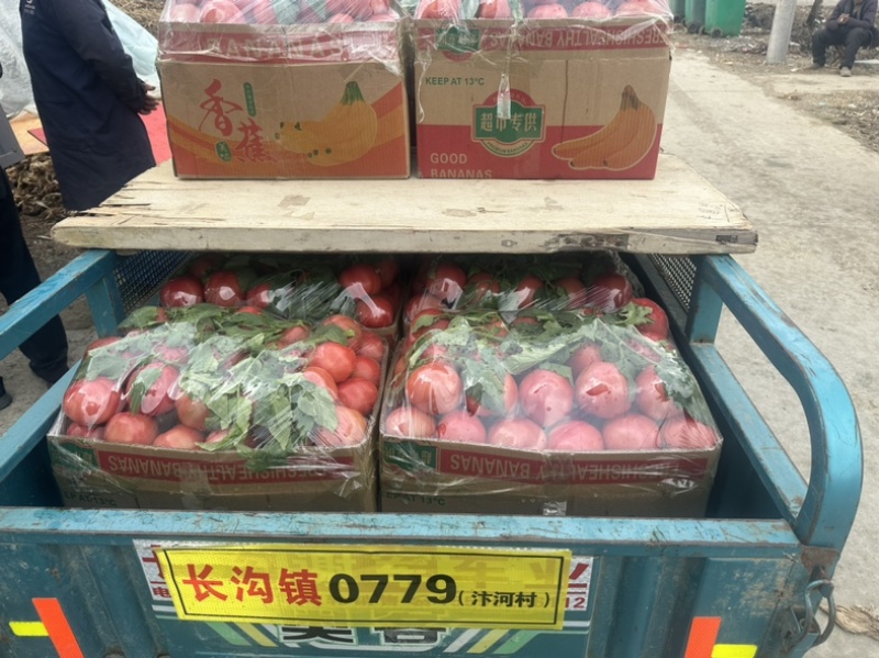 普罗旺斯西红柿产地直销，大量现货速发欢迎选购
