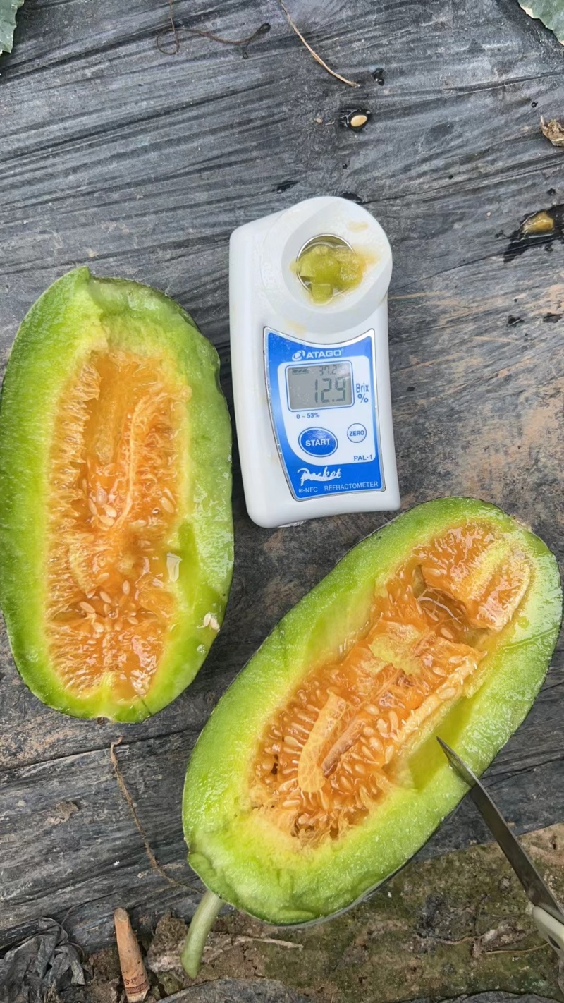 精品博洋甜瓜