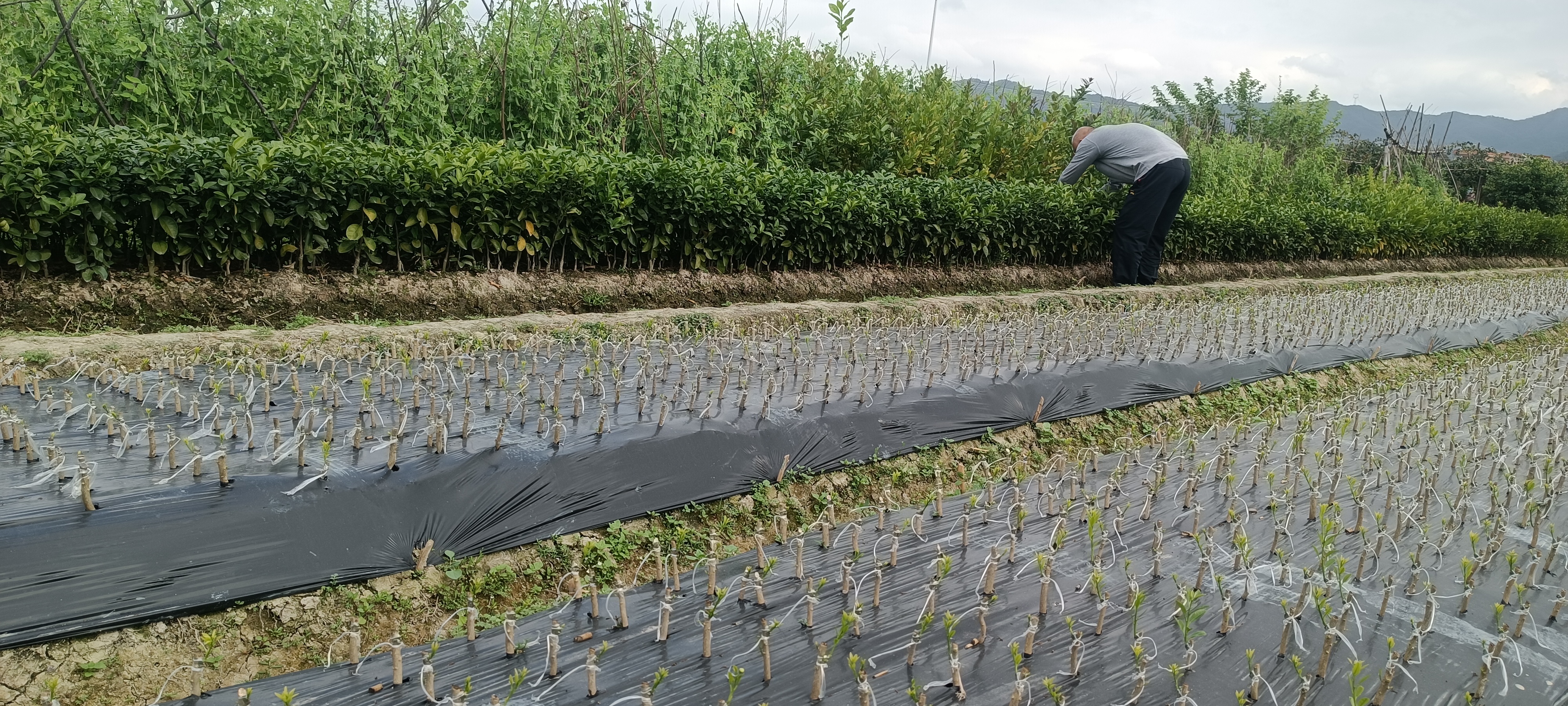 展示湖南地区沙糖桔果园在冬季采用地膜和草帘覆盖进行防寒处理的实景照片 沙糖桔果园冬季防寒覆盖实景图
