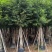 5-30小叶榕，各规格大量出售，支持视频看货，欢迎来电