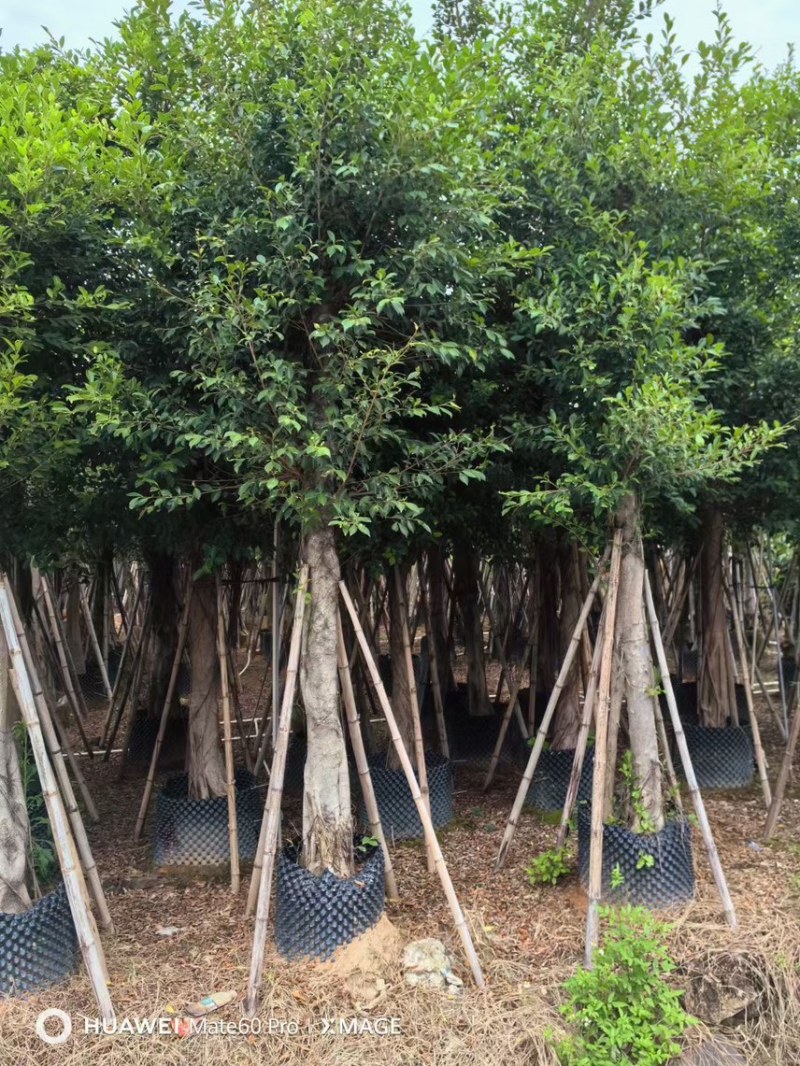 5-30小叶榕，各规格大量出售，支持视频看货，欢迎来电