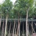 5-30小叶榕，各规格大量出售，支持视频看货，欢迎来电