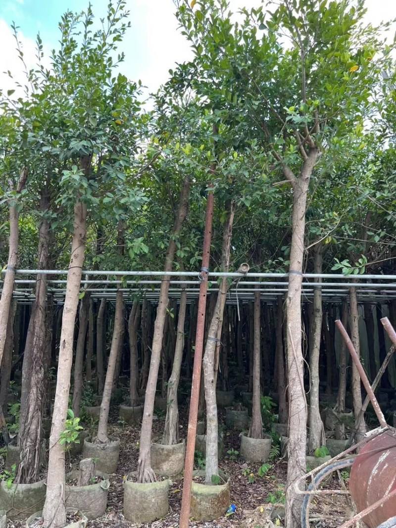 5-30小叶榕，各规格大量出售，支持视频看货，欢迎来电